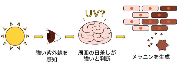 メガネ サングラスで眼のuvケア 紫外線対策 を メガネ 眼鏡 めがね のjins